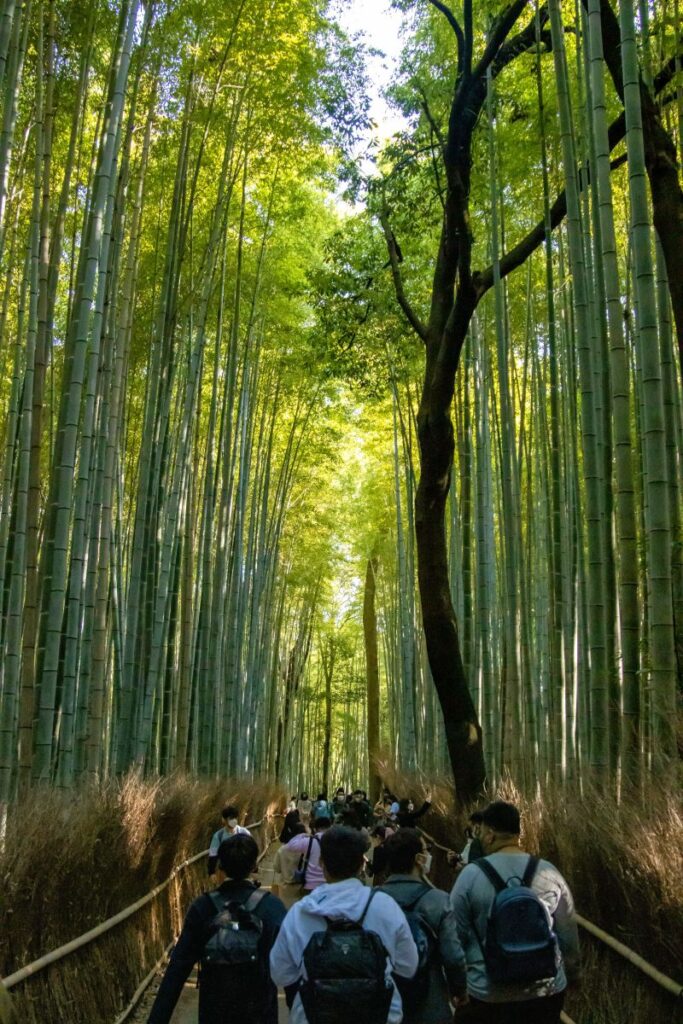 tall bamboo trees with sunlight peeking through