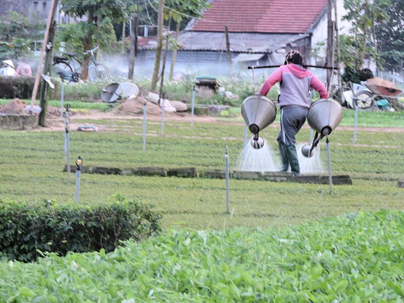 giant watering cans