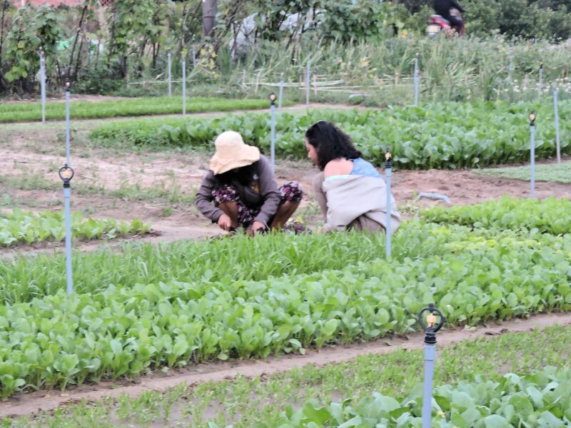 two women lettuce field