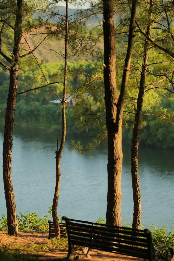 pine trees over looking river
