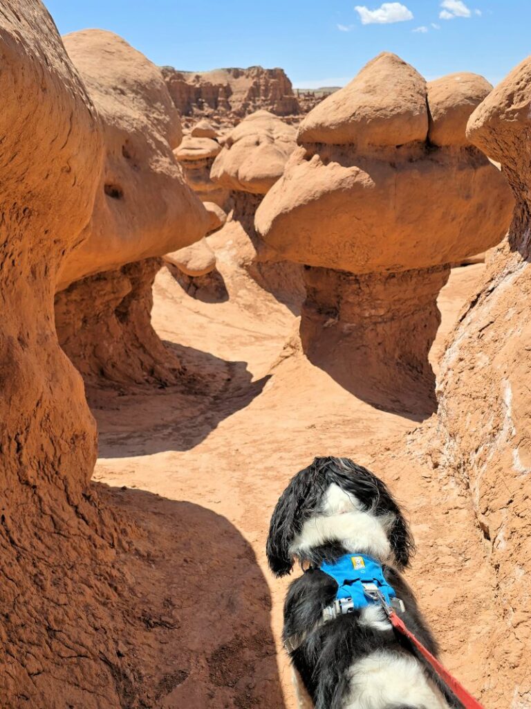 dog on leash hiking through sandstone rock pillars