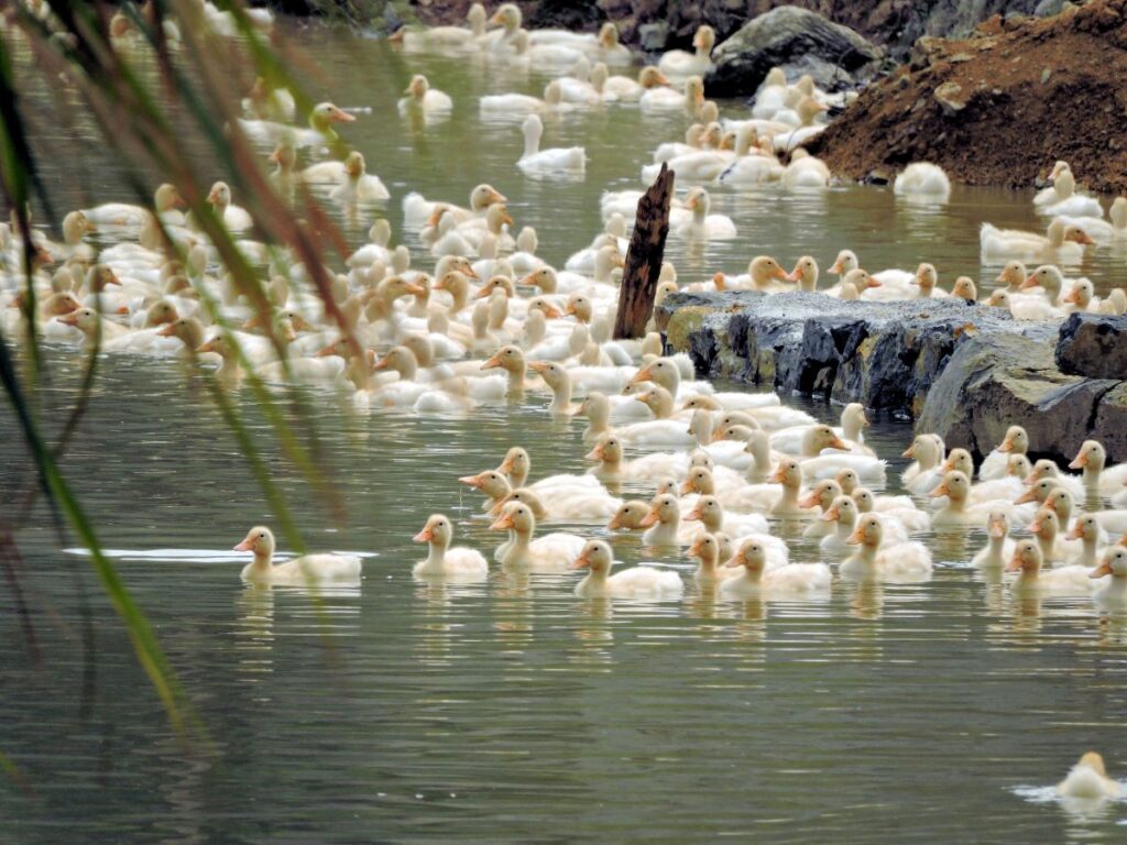 lots of little ducks in water