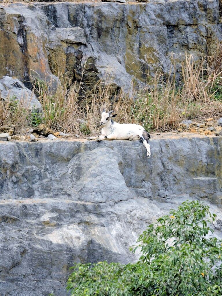 goat laying on the side of a rock cliff