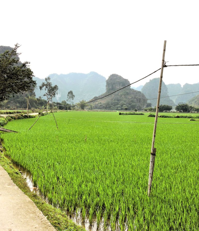 rice fields along a small road with karst cliffs in background