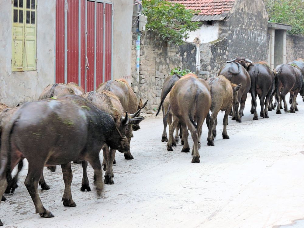 water buffalo walking down small rural street